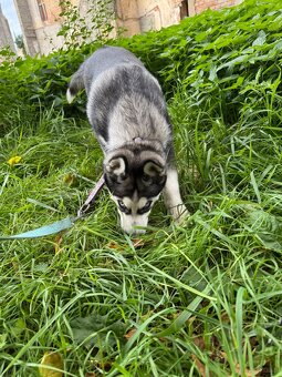 Śliczny Syberian husky szczenię z rodowodem - 5