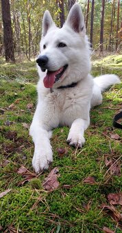 Biały Owczarek Szwajcarski - 5