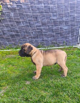 Bulmastif/ Bullmastiff s PP - 5