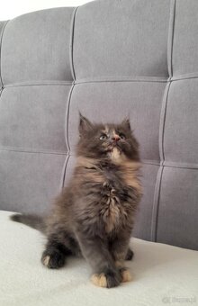Maine coon - 5