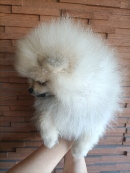 Szpic miniaturowy - pomeranian - 5