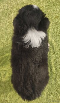 Szczenię BORDER COLLIE z Hodowli - Rasowy pies z pełną dok. - 5