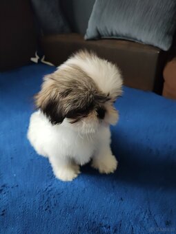 Suczka Shih-tzu - 5