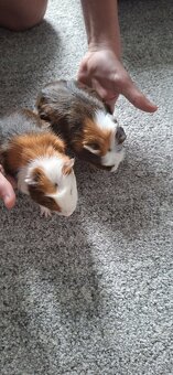 Dwa samce świnki morskiej wraz z wyposażeniem - 5