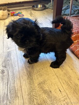 Shihtzu - 5