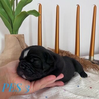 Buldog Staroangielski - Old English Bulldog - 5