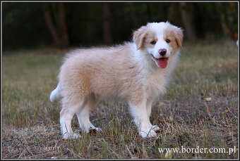 szczeniaki Border Collie psy suczki rodowód ZKwP FCI - 5
