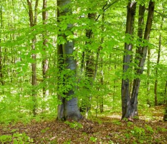 Działki leśne w Lipnicy Dolnej - 6 hektarów - 5