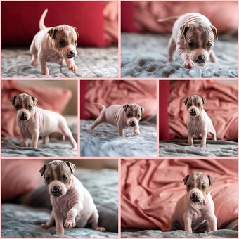 Amerykánski terier bezwłosy - 5