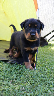 Beauceron Szczenięta z rodowodem - 5