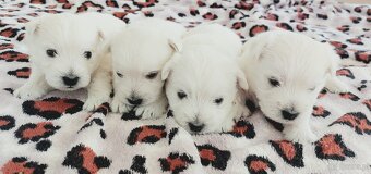 Szczeniak West Highland White Terrier - 5