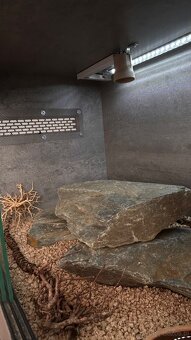 Dwa gekony wraz z terrarium - 5