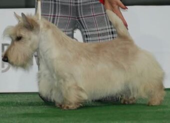 Terier Szkocki Scottish Terrier  piesek FCI - 5