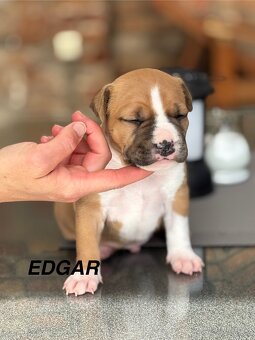 Amstaff - 5