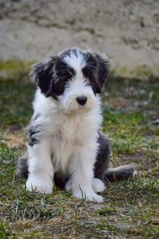Bearded Collie - 5