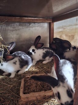 Sprzedam króliki mieszance srokacz i belg - 5