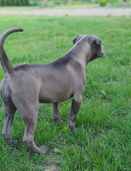 American bully XL - 5