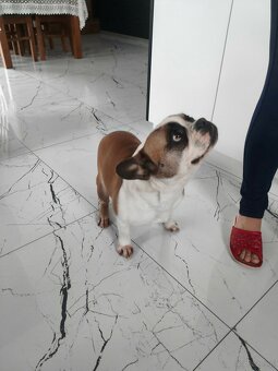 Sprzedam Buldoga Francuskiego suczka - 5