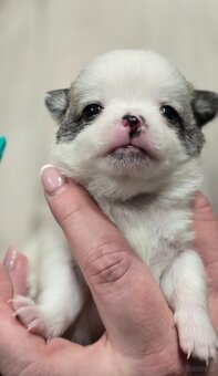 Chihuahua-wyjątkowe pieski, rodowód. - 5