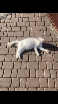 Biała kotka Khao Manee - 5