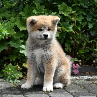 Akita Inu Akita japońska ZKWP FCI po Championie - 5