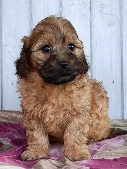 Cavapoo szczenięta - 5