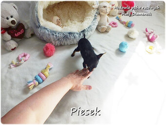Pinczer miniaturowy- Ratlerek, tzw.sarenka, MINI Piesek nr1 - 5