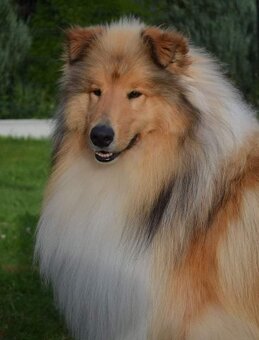 OWCZAREK SZKOCKI DŁUGOWŁOSY SUCZKA - 5