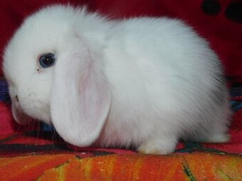Białe króliki mini lop - 5