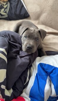 Sprzedam American Staffy Bull Pit szczeniak - 5
