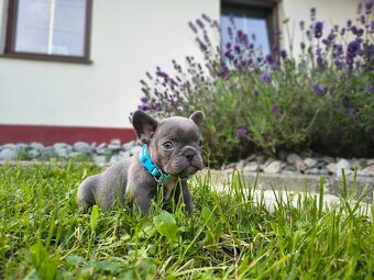 Buldog francuski - 5