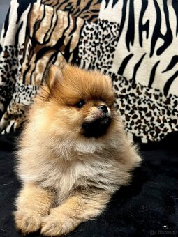 Szpic miniaturowy, Pomeranian - ORANGE - 5
