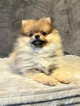 Szpic miniaturowy, Pomeranian - ORANGE - 5