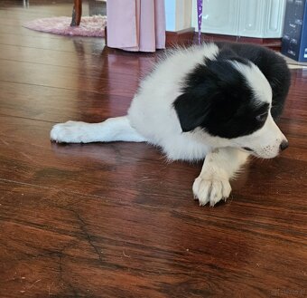 Border Collie - 5