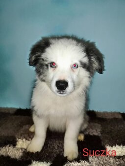 Border collie-suczki, szczenię, rodowód - 5