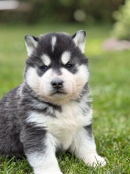 Siberian Husky ZKwP, piesek husky różnooki FCI - 5