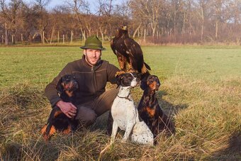 English Pointer - 5