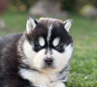 Siberian Husky ZKwP, suczka husky niebieskooka FCI - 5