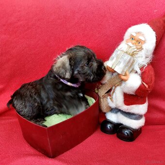 Schnauzer miniaturny p+s - 5