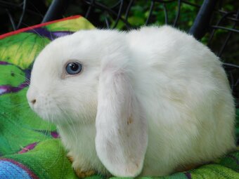 Cudowne baranki mini lop - 5