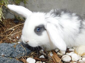 Cudne baranki mini lop - 5