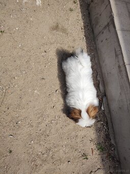 Suczka mieszaniec pekinczyk -shih tzu - 5