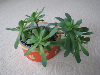 Aeonium – piękny sukulent na taras, do oranżerii mieszkania - 5