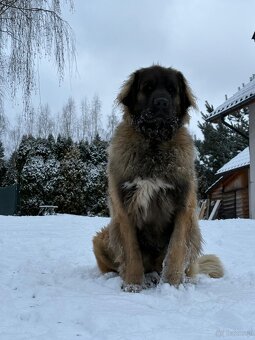 Leonberger suczka FCI po Championach - 5