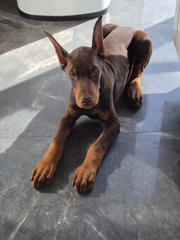 Doberman 3 miesiace FCI - 5