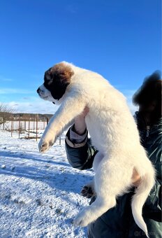 Owczarki Środkowoazjatyckie - 5