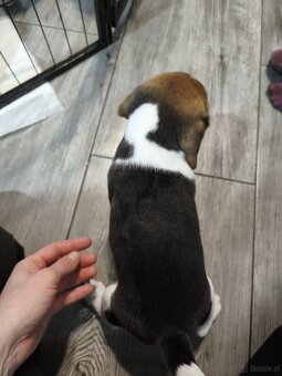 Beagle Suczka Tricolor - 5
