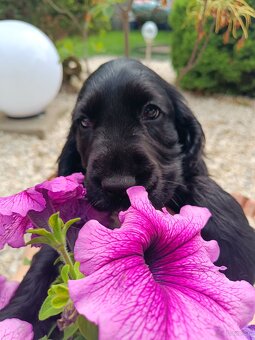 Cocker Spaniel Angielski - 5
