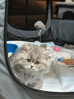 Brytyjskie kocięta z rodowode - 5