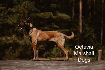 Owczarek belgijski malinois - 5
